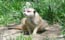A Meerkat